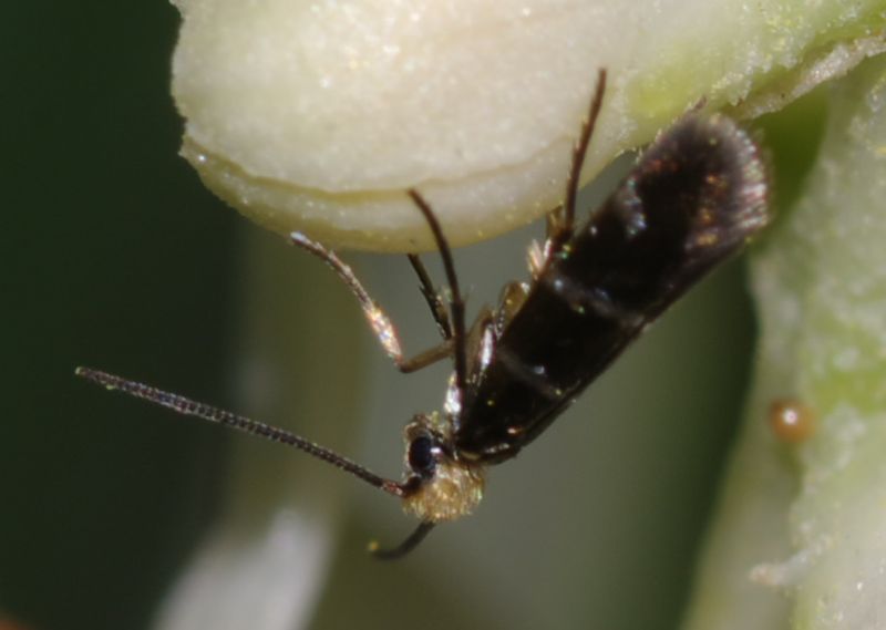 Piccoli lepidotteri: Micropterix aruncella - Micropterigidae